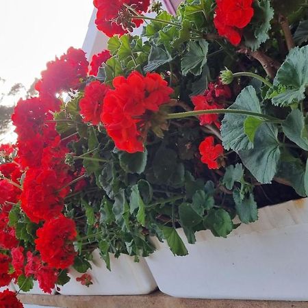 Finca Sa Cova De Mallorca 森瑟勒斯 外观 照片