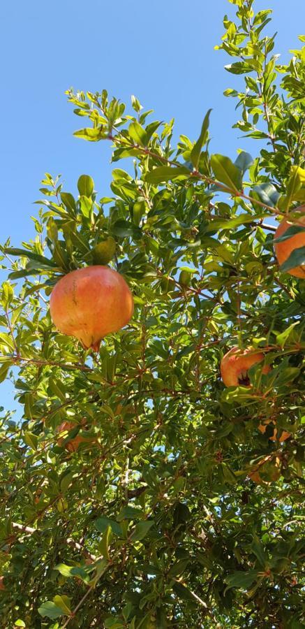 Finca Sa Cova De Mallorca 森瑟勒斯 外观 照片