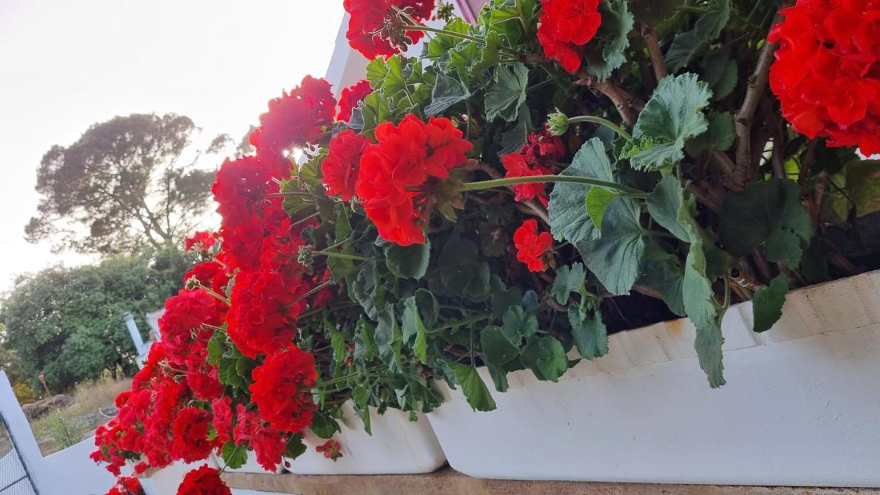 Finca Sa Cova De Mallorca 森瑟勒斯 外观 照片