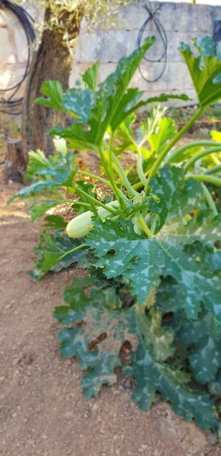 Finca Sa Cova De Mallorca 森瑟勒斯 外观 照片