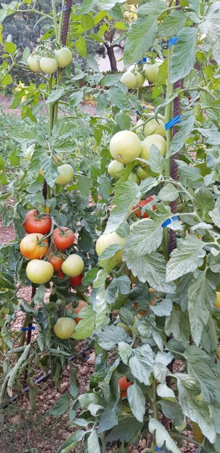 Finca Sa Cova De Mallorca 森瑟勒斯 外观 照片
