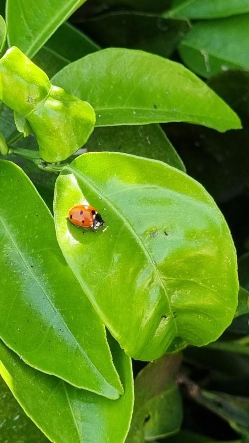 Finca Sa Cova De Mallorca 森瑟勒斯 外观 照片