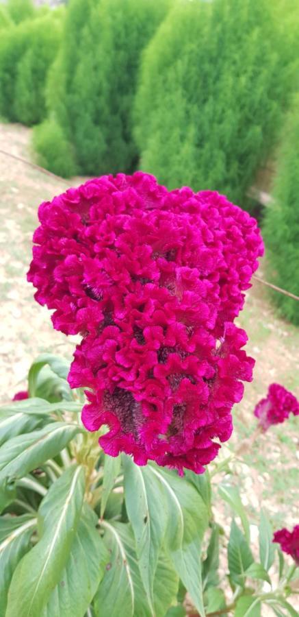 Finca Sa Cova De Mallorca 森瑟勒斯 外观 照片