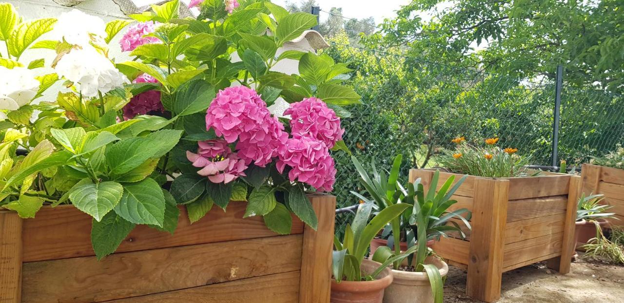 Finca Sa Cova De Mallorca 森瑟勒斯 外观 照片
