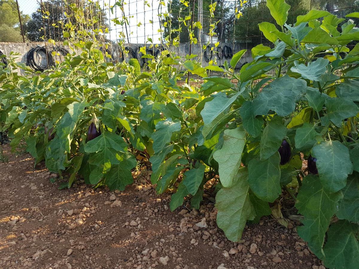 Finca Sa Cova De Mallorca 森瑟勒斯 外观 照片