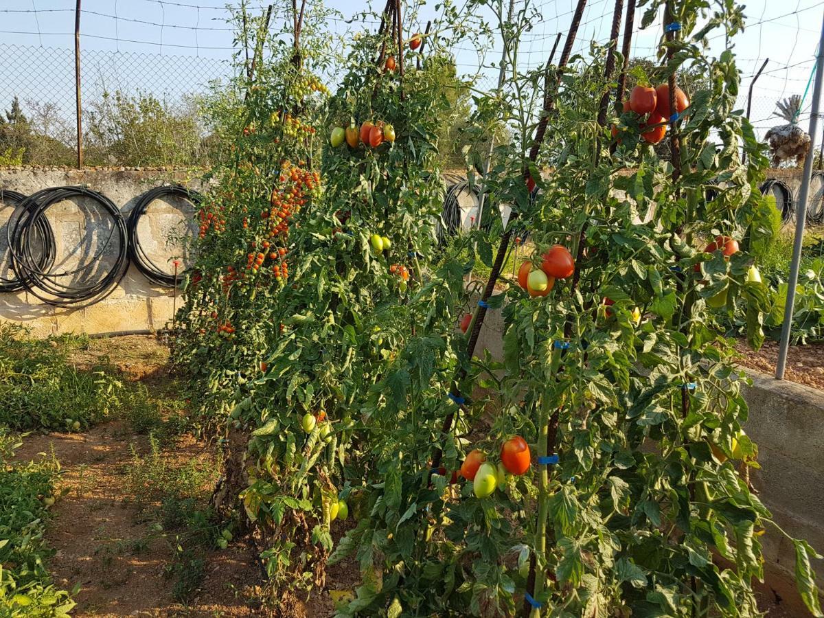 Finca Sa Cova De Mallorca 森瑟勒斯 外观 照片