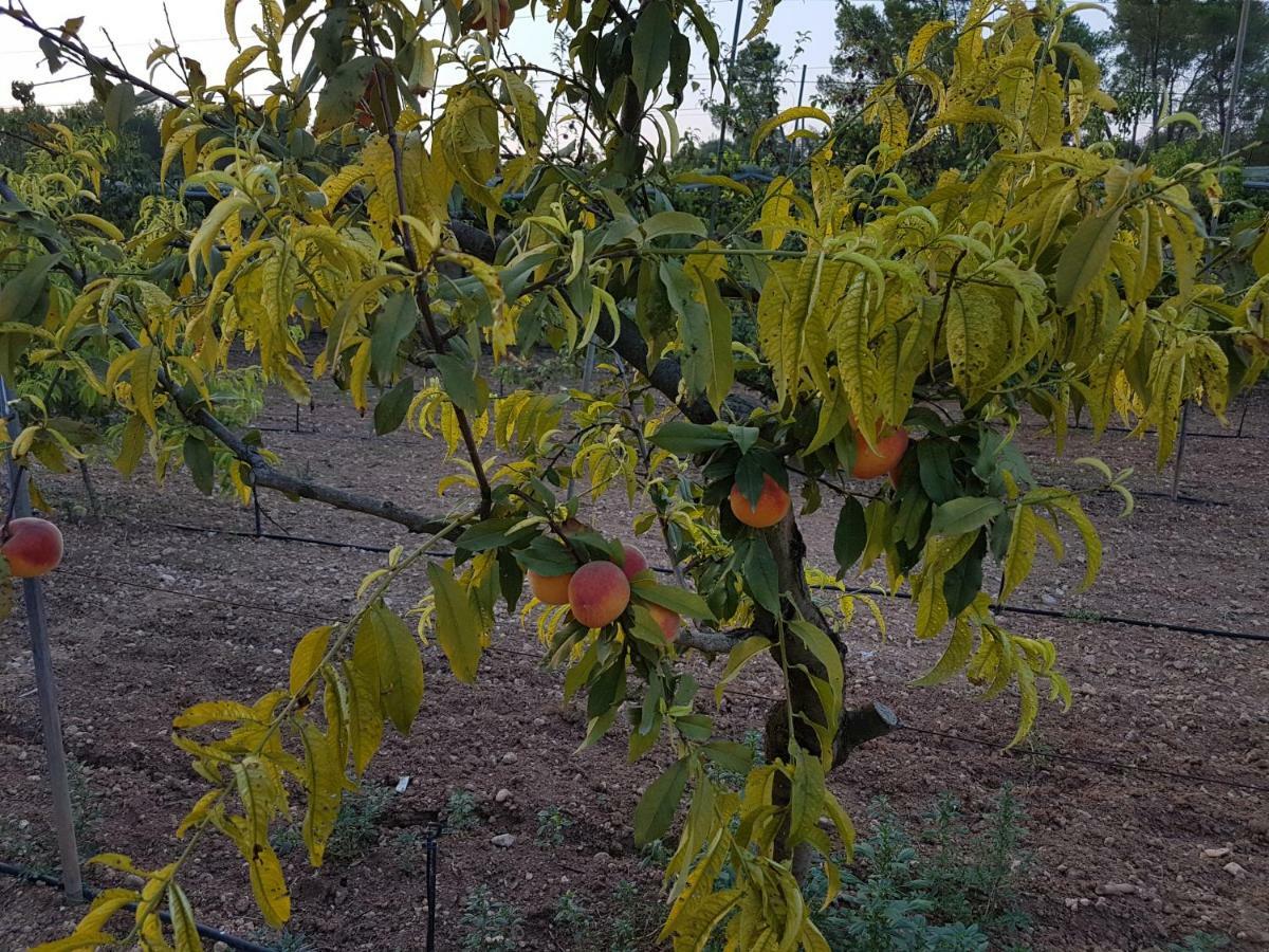 Finca Sa Cova De Mallorca 森瑟勒斯 外观 照片