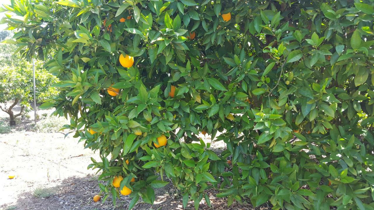 Finca Sa Cova De Mallorca 森瑟勒斯 外观 照片