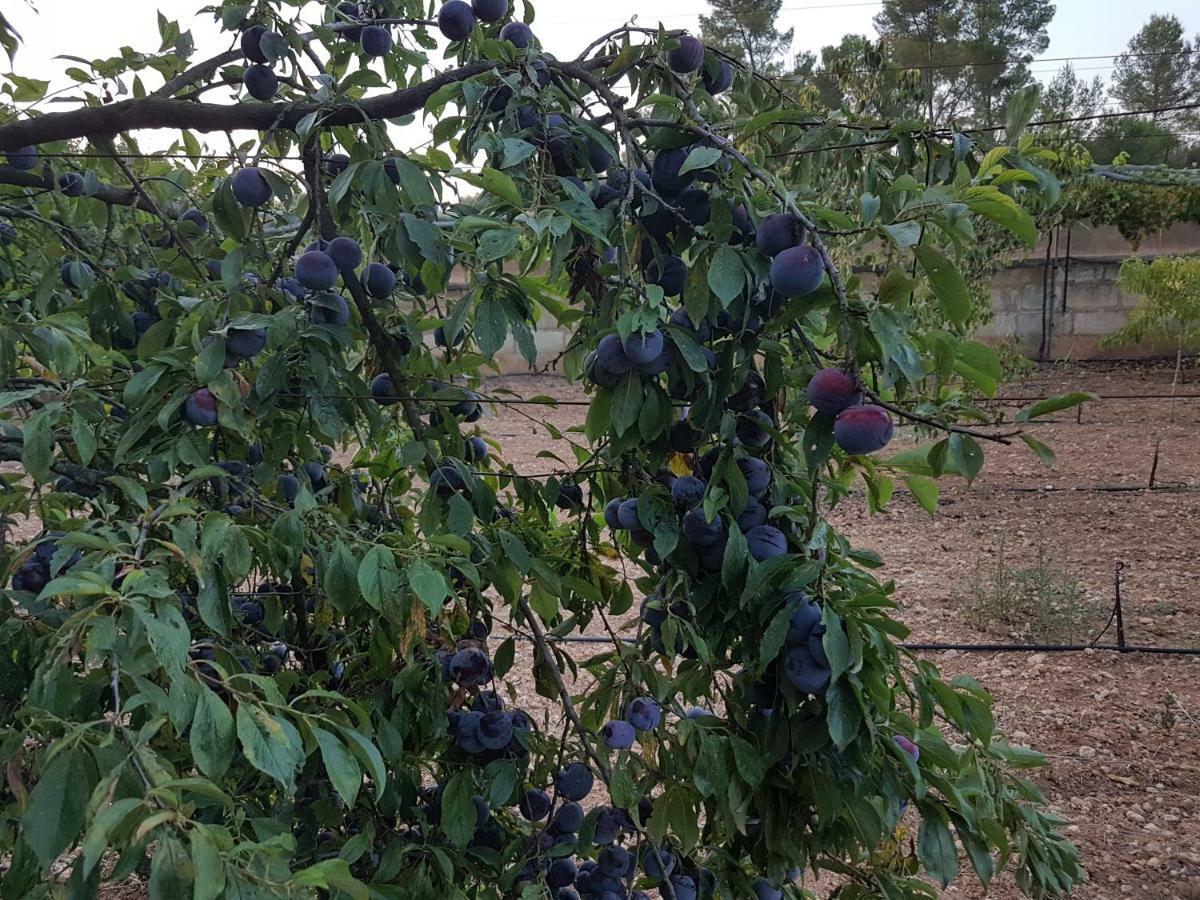 Finca Sa Cova De Mallorca 森瑟勒斯 外观 照片