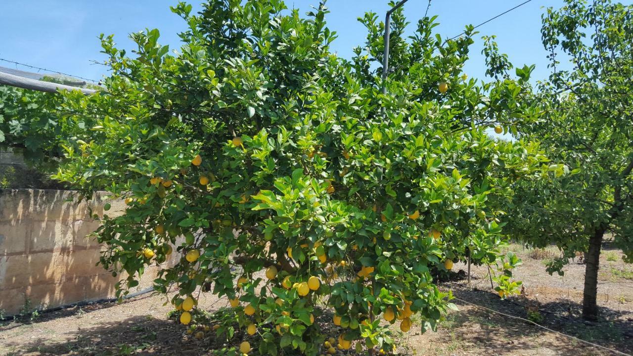 Finca Sa Cova De Mallorca 森瑟勒斯 外观 照片