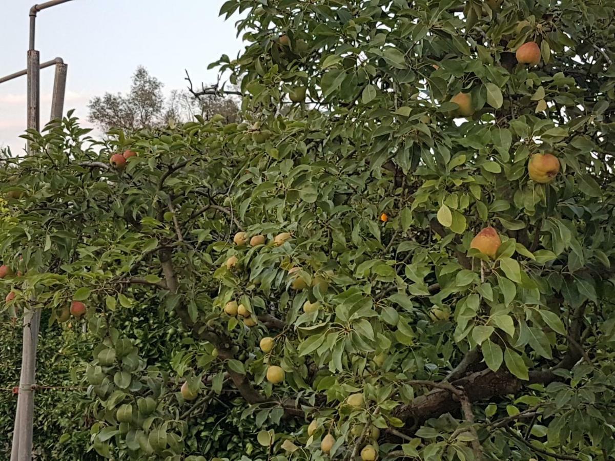 Finca Sa Cova De Mallorca 森瑟勒斯 外观 照片