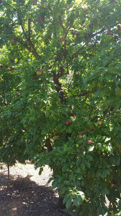 Finca Sa Cova De Mallorca 森瑟勒斯 外观 照片