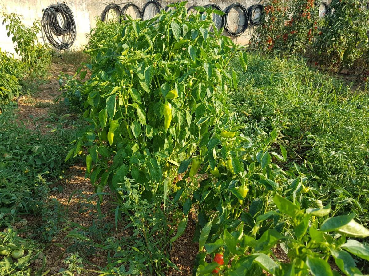 Finca Sa Cova De Mallorca 森瑟勒斯 外观 照片
