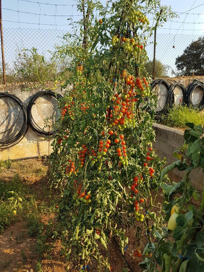 Finca Sa Cova De Mallorca 森瑟勒斯 外观 照片