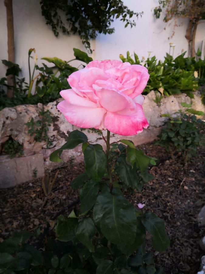 Finca Sa Cova De Mallorca 森瑟勒斯 外观 照片